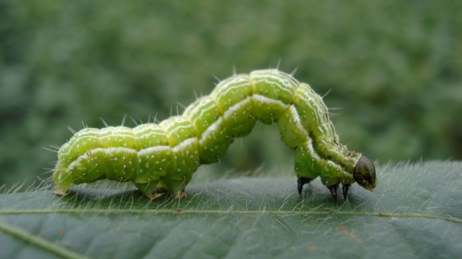 Un insecticida biológico para controlar isocas en soja